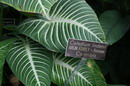  caladium, fancy-leaved caladium, angel wings, heart of Jesus, elephant ears,Xanthosoma lindenii,Ind